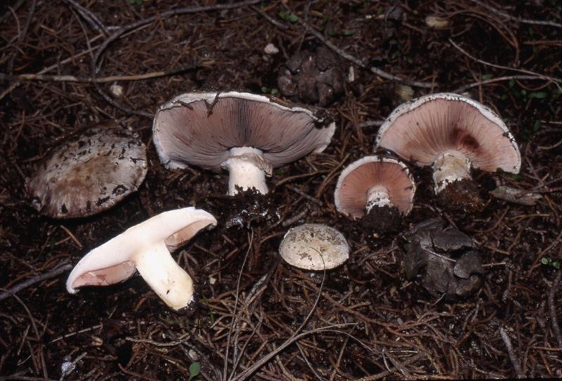 Agaricus pampeanus